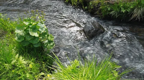 Small Forest River Stock Footage 39445566