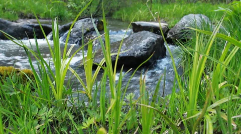 Small Forest River Video stock 39453765