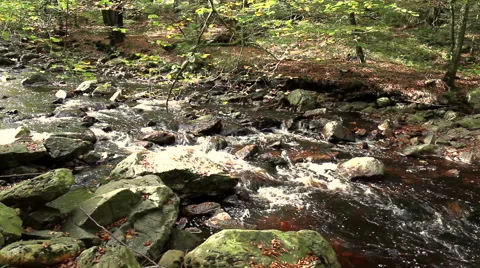 Small forest river. Stock Footage 43102359