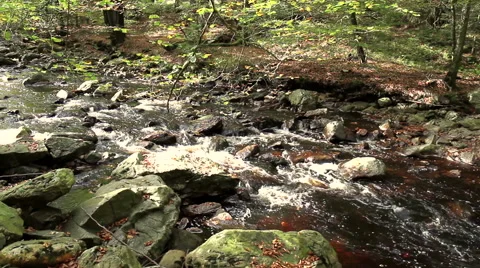 Small forest river. Stock Footage 43102522