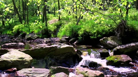Small forest river. Stock Footage 51212627