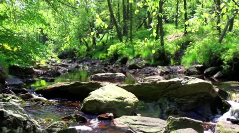 Small forest river. Stock Footage 51213717