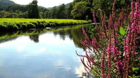 Small forest river. Stock Footage 66752136