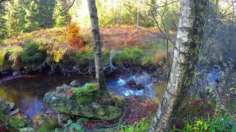Small forest river Stock Footage 71030336