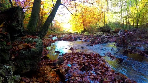 Small forest river Stock Footage 71031857