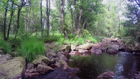 Small forest river. Stock Footage 78675639