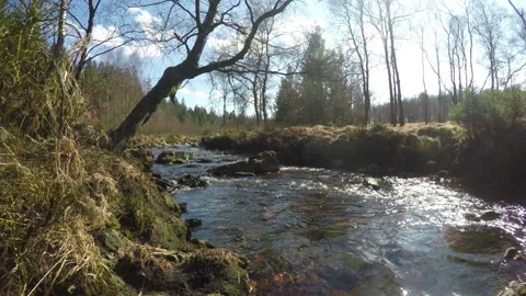 Small forest river. Stock Footage 105509703