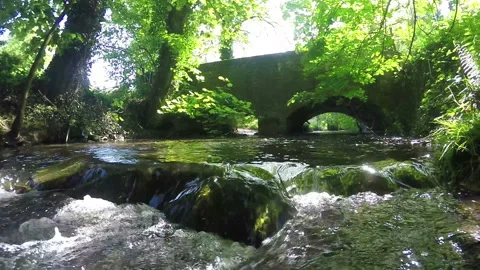 Small forest river. Stock Footage 108585046