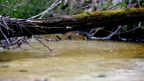 A small forest river. Stock Footage 153616008