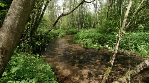 Small forest river Video stock 154704237