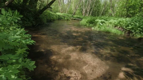 Small forest river Video stock 154704785