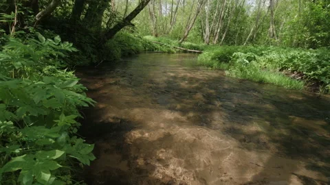 Small forest river Video stock 154705083