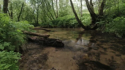 Small forest river Stock Footage 154706206