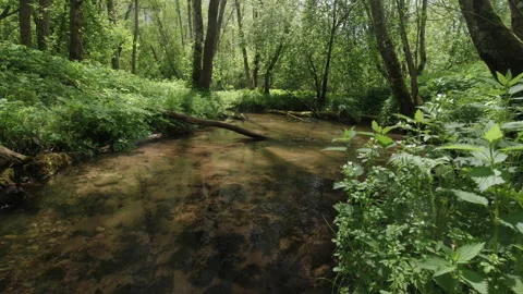 Small forest river Video stock 154708422