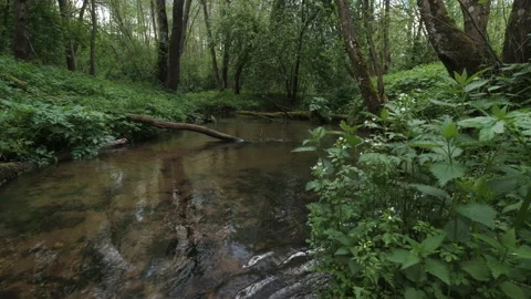Small forest river Video stock 154708703