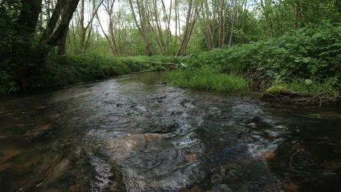 Small forest river Video stock 154709126