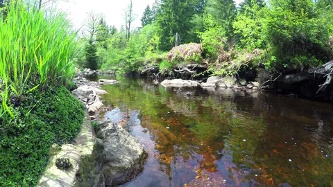 Small forest river in High Fens Eifel Nature Park. Stock Footage 75956947