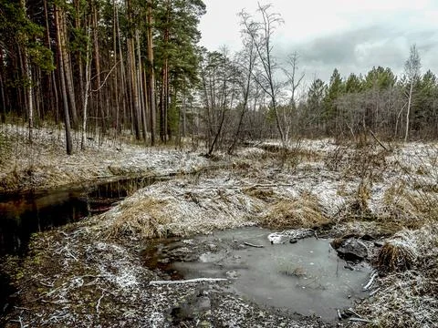 Small forest river near a pine forest in the middle Urals Stock Photos
