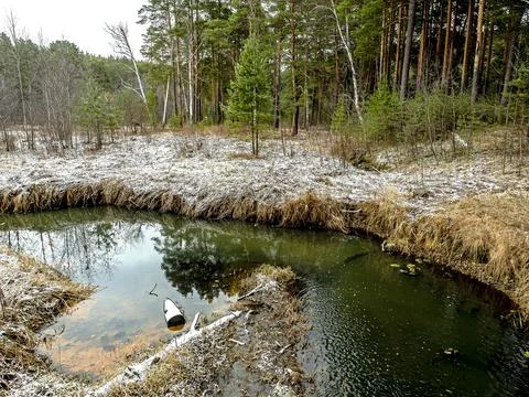 Small forest river near a pine forest in the middle Urals Stock Photos