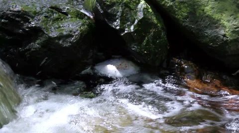 Small forest river in Parc naturel The High Fens (Belgium). Stock Footage 38475799