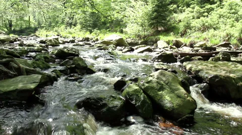 Small forest river in Parc naturel The High Fens (Belgium). Stock Footage 38477903