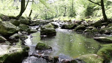 Small forest river in Parc naturel The High Fens (Belgium). Stock Footage 38480006