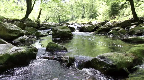 Small forest river in Parc naturel The High Fens (Belgium). Stock Footage 38481132