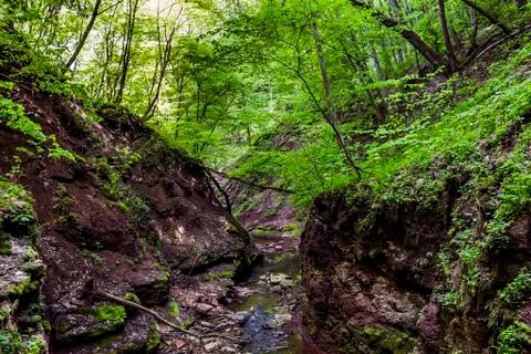 Small forest river Stock Photos