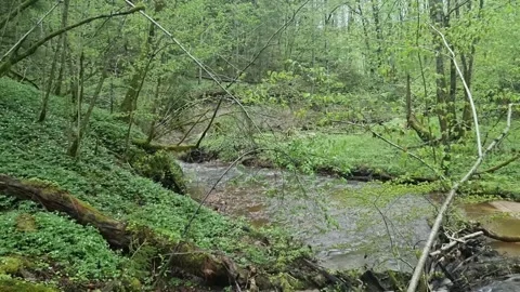 A small forest river in Sigulda Gauja National Park. Video stock 302445368