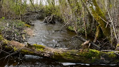 Small forest river in spring Stock Footage 130640365