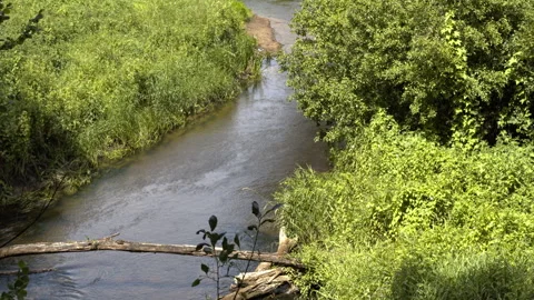 Small forest river stream close-up. Bolimow Forest, Poland, Europe. Video stock 342848313