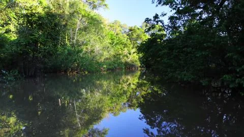 Small forest river on a sunny day Stock Photos