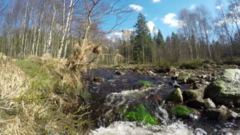 Small forest river. Time lapse. Stock Footage 105506516