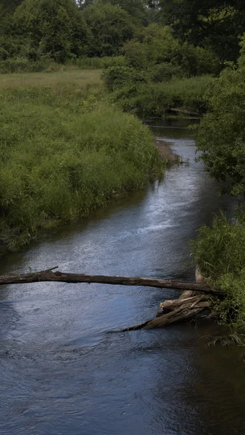 Small forest river upstream view close up wild Rawka stream, vertical video Stock Footage 345006558