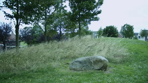 Small Forest With A Rock Video stock 247143142