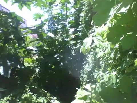 A small forest seen on a wall, a lot of vegetation there Stock Footage 162682570