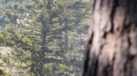 Small forest smoke Stock Footage 42817507