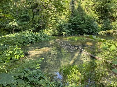 Small forest spring Čogrljevo Lake or Čogrlje's Lake in the hamlet of Tići 스톡 사진