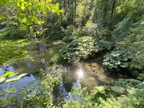 Small forest spring Čogrljevo Lake or Čogrlje's Lake in the hamlet of Tići Foto stock