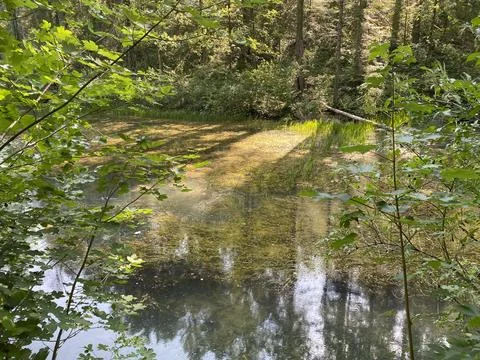 Small forest spring Čogrljevo Lake or Čogrlje's Lake in the hamlet of Tići 스톡 사진
