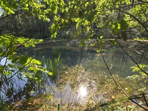 Small forest spring Čogrljevo Lake or Čogrlje's Lake in the hamlet of Tići Stock Photos