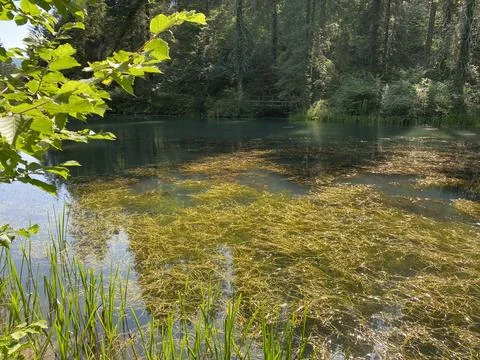 Small forest spring Čogrljevo Lake or Čogrlje's Lake in the hamlet of Tići 스톡 사진