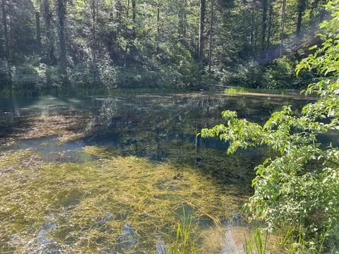 Small forest spring Čogrljevo Lake or Čogrlje's Lake in the hamlet of Tići Foto stock
