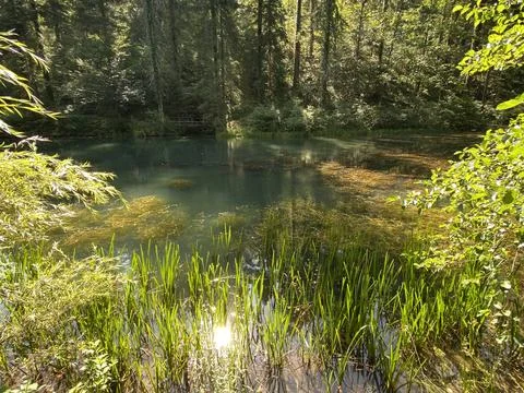 Small forest spring Čogrljevo Lake or Čogrlje's Lake in the hamlet of Tići Foto stock