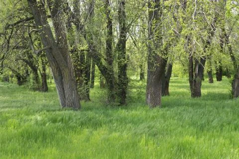 A small forest in spring is covered with young foliage Stock Photos