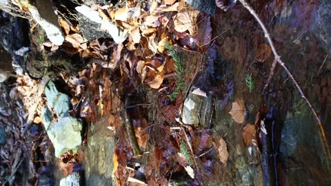 A small forest spring flowing between stones and fallen leaves Stock Footage 330846181
