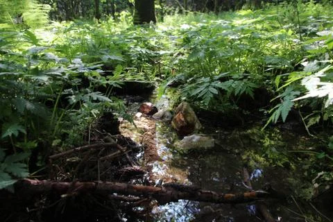 Small forest spring of water Stock Photos