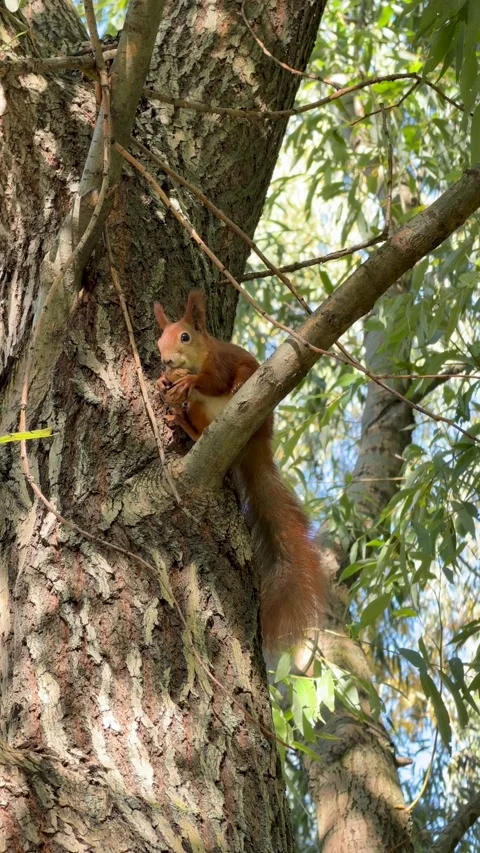 Small forest squirrel holding and eating nut with tiny paws 库存影片 347317302