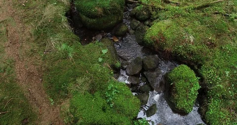 Small forest stream and view at the sorrounding forest. Stock Footage 107104189