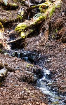 A small forest stream cascades over rocks and fallen logs with lush green f.. Stock Photos